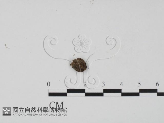 登錄號:F0005298藏品圖，第3張