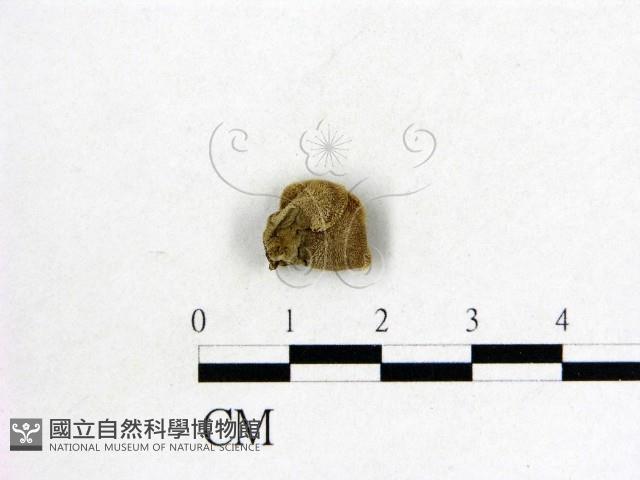 毛木耳藏品圖，第3張