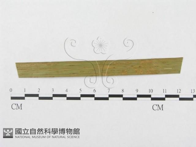 登錄號:F0019298藏品圖，第1張