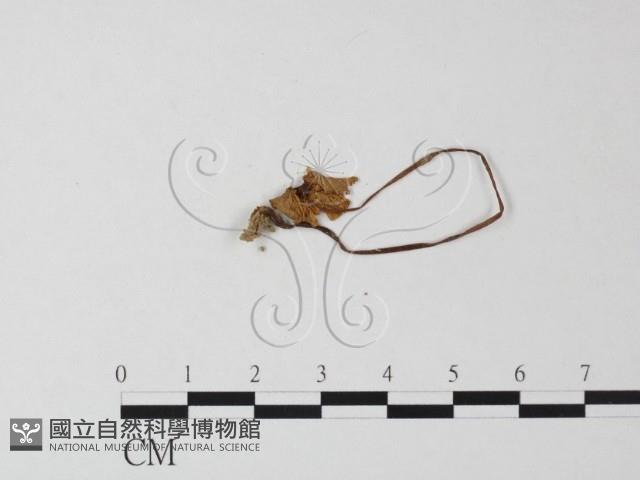 登錄號:F0023298藏品圖，第3張