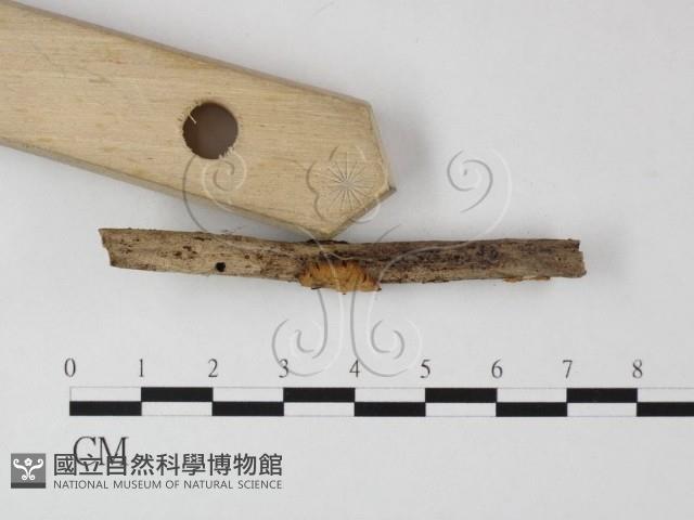 登錄號:F0003298藏品圖，第3張