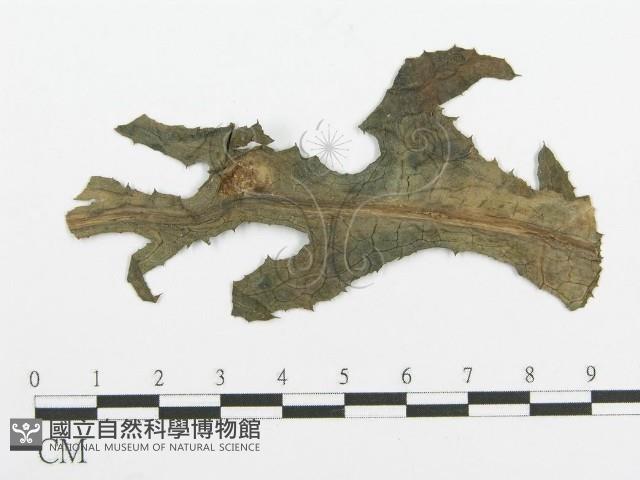 登錄號:F0018898藏品圖，第1張