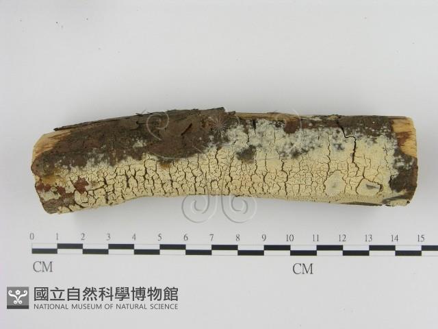 登錄號:F0020898藏品圖，第3張