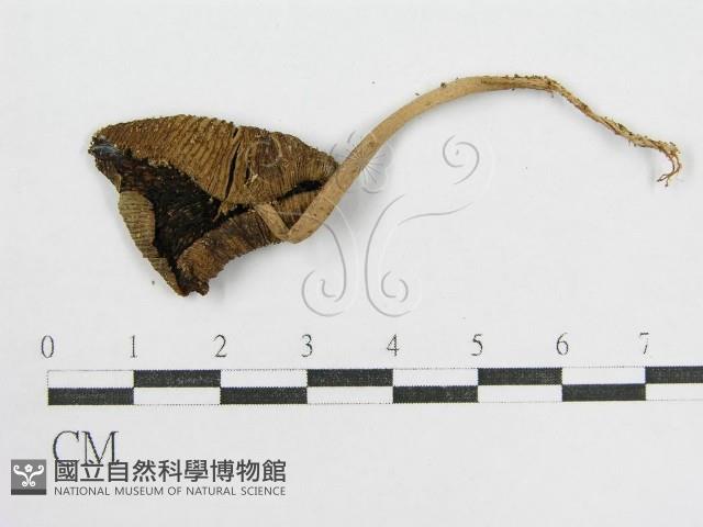 鬼傘屬藏品圖，第3張