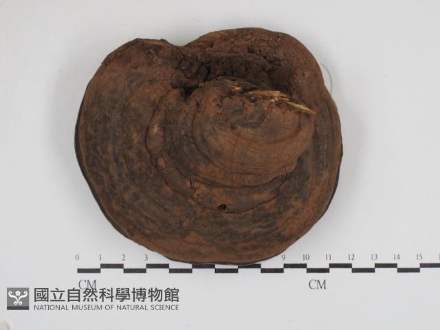 靈芝屬藏品圖，第3張