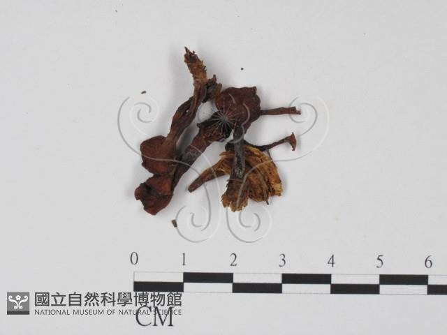 登錄號:F0021898藏品圖，第3張
