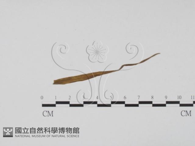 登錄號:F0011898藏品圖，第3張