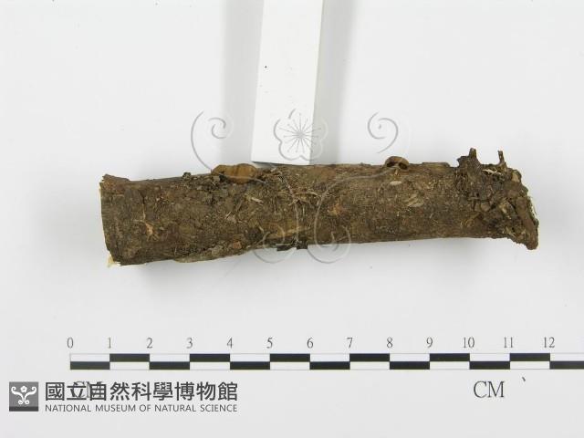 登錄號:F0004898藏品圖，第3張