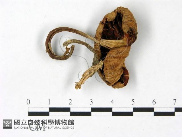 登錄號:F0022898藏品圖，第3張