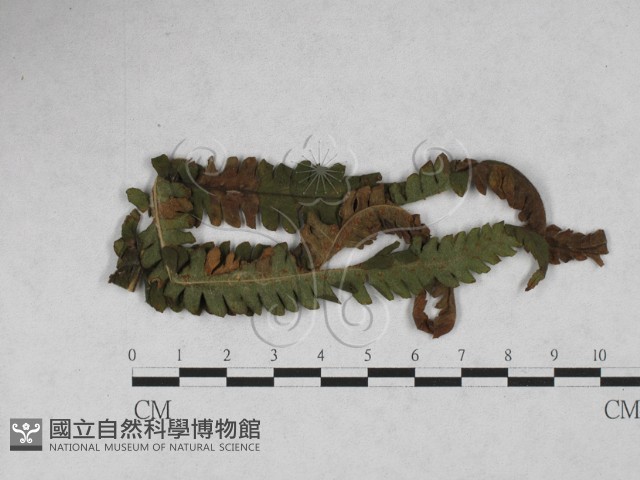 登錄號:F0027898藏品圖，第1張