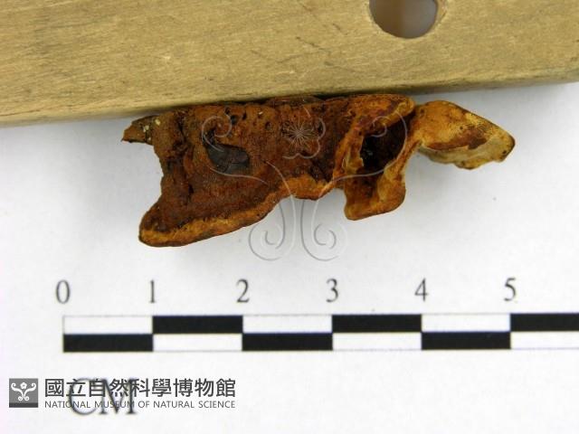 登錄號:F0019898藏品圖，第3張