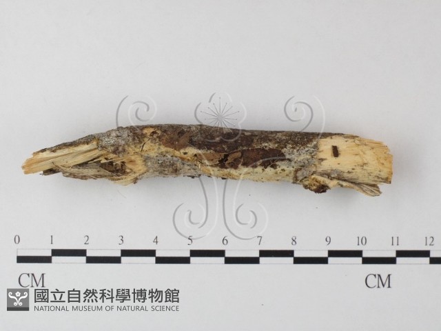 寡孔菌屬藏品圖，第3張