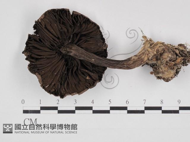 登錄號:F0030998藏品圖，第3張