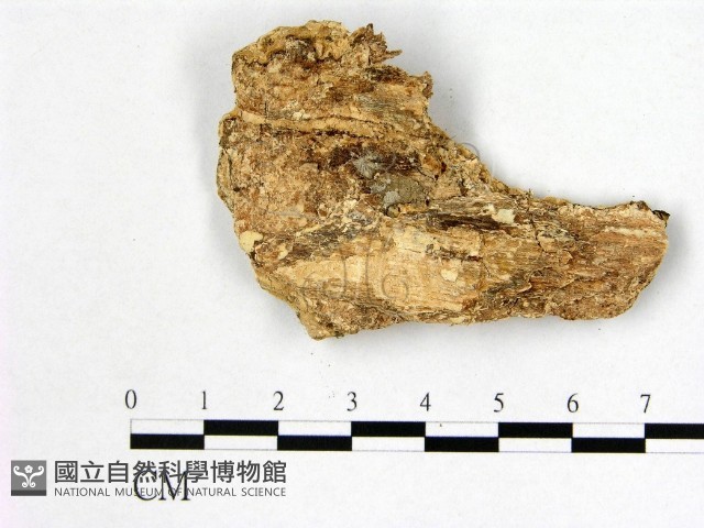 登錄號:F0006998藏品圖，第3張
