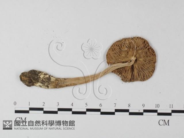 鵝膏屬藏品圖，第3張