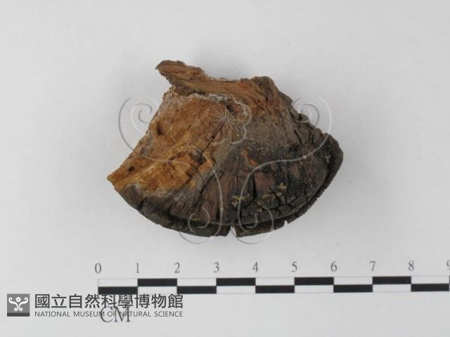 木層孔菌屬藏品圖，第3張