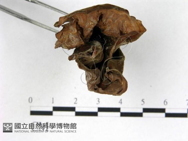 登錄號:F0001998藏品圖，第3張