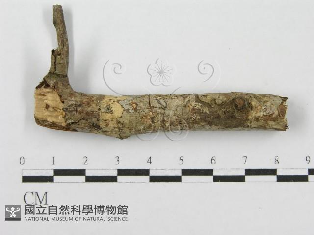筍殼菌屬藏品圖，第3張