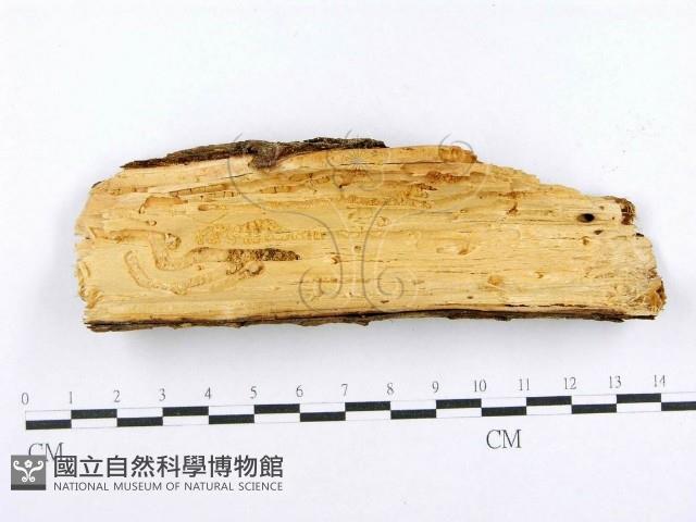 射脈菌屬藏品圖，第3張