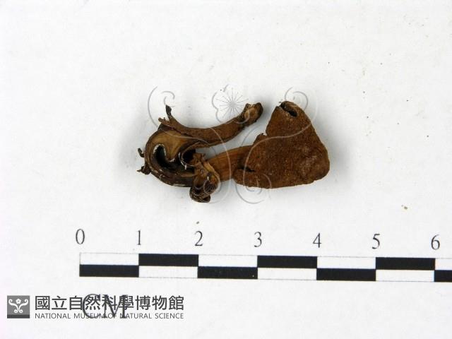 登錄號:F0022998藏品圖，第3張