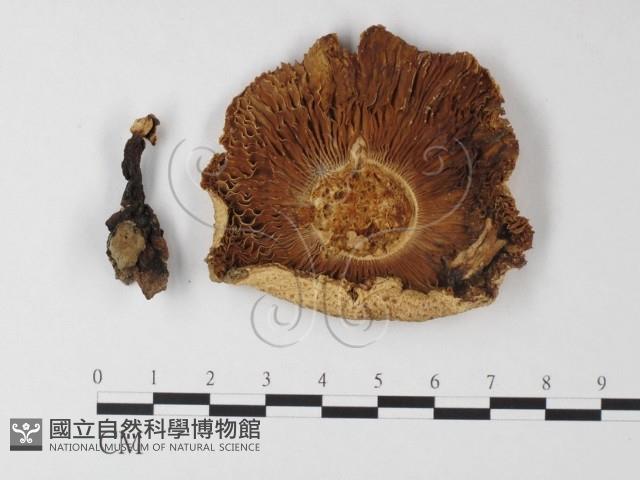 登錄號:F0012998藏品圖，第1張