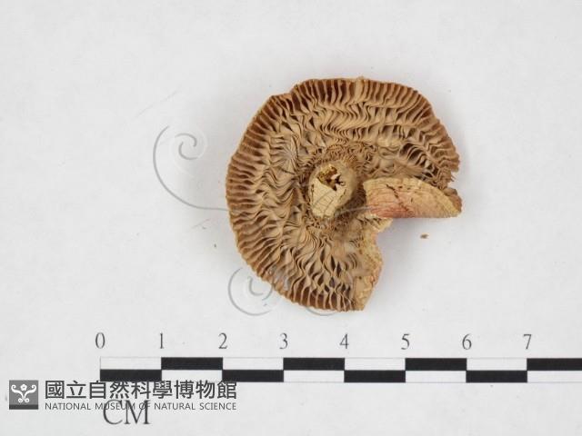 登錄號:F0025998藏品圖，第3張