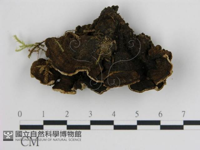 登錄號:F0005998藏品圖，第3張