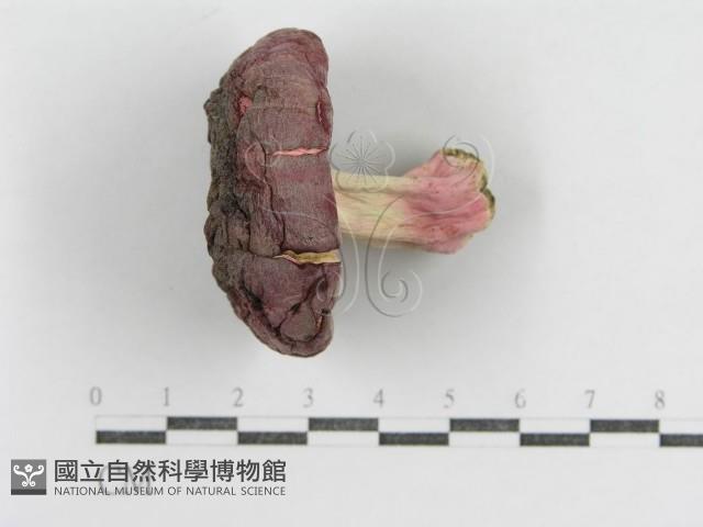 登錄號:F0015998藏品圖，第3張