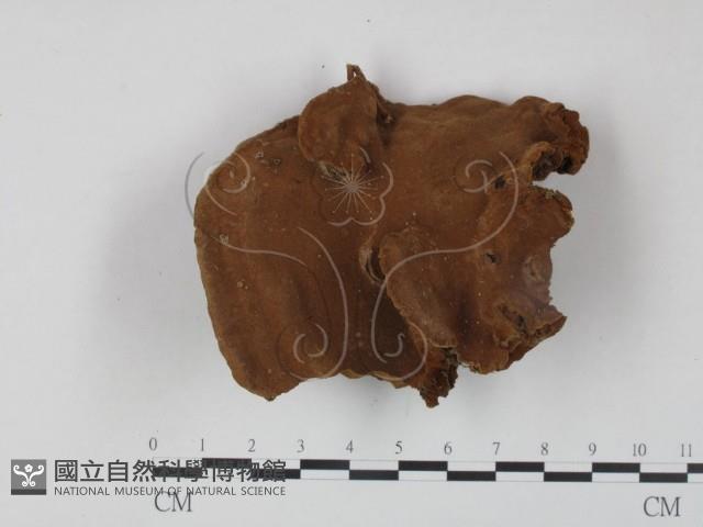 登錄號:F0009998藏品圖，第3張