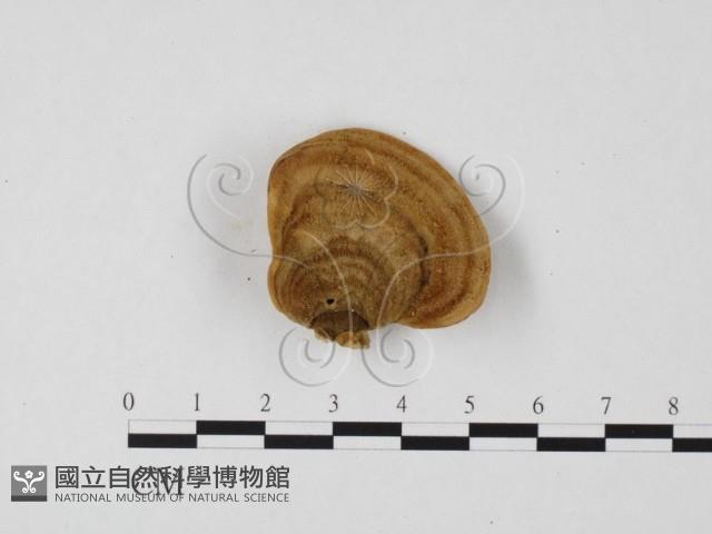 栓菌屬藏品圖，第3張