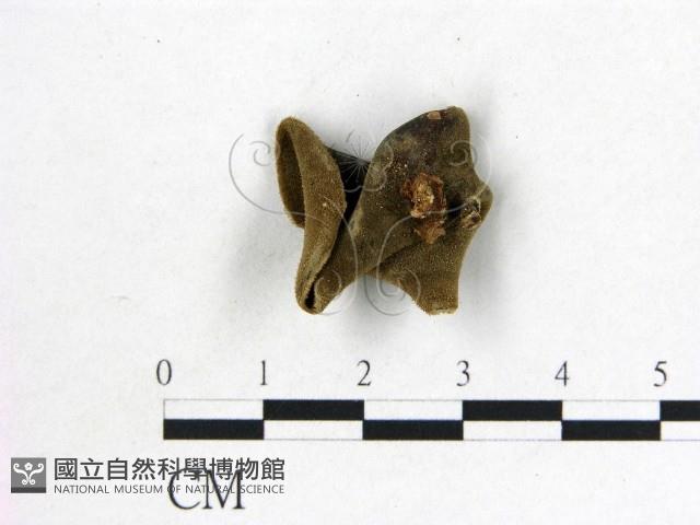 毛木耳藏品圖，第3張