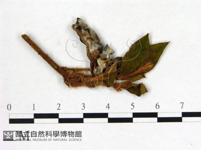 登錄號:F0020698藏品圖，第3張