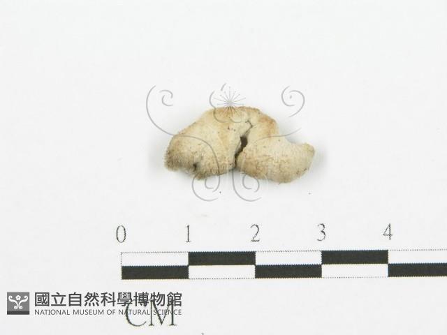 裂褶菌藏品圖，第3張