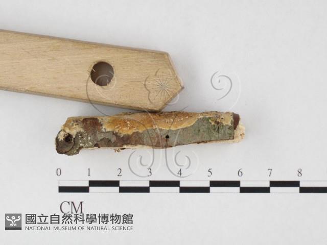 登錄號:F0026698藏品圖，第3張