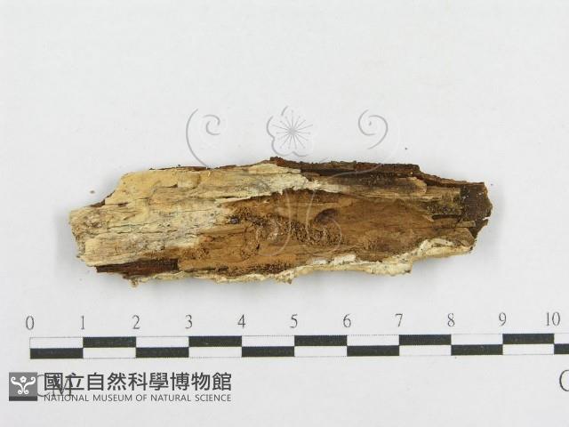 登錄號:F0016698藏品圖，第3張