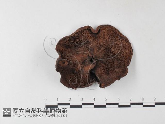 登錄號:F0001698藏品圖，第3張