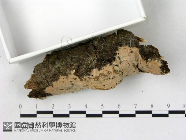 登錄號:F0022698藏品圖，第1張