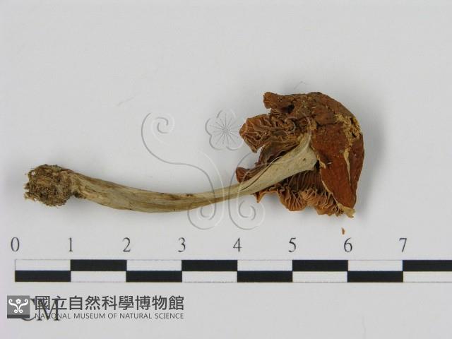 濕傘屬藏品圖，第3張