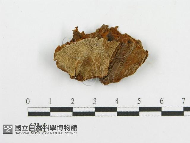登錄號:F0017698藏品圖，第1張