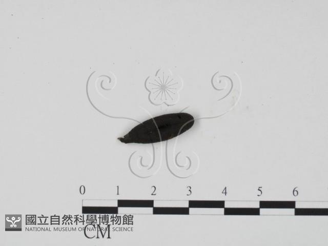炭角菌屬藏品圖，第3張