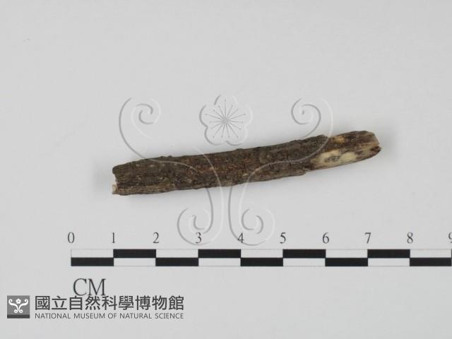 登錄號:F0019698藏品圖，第3張