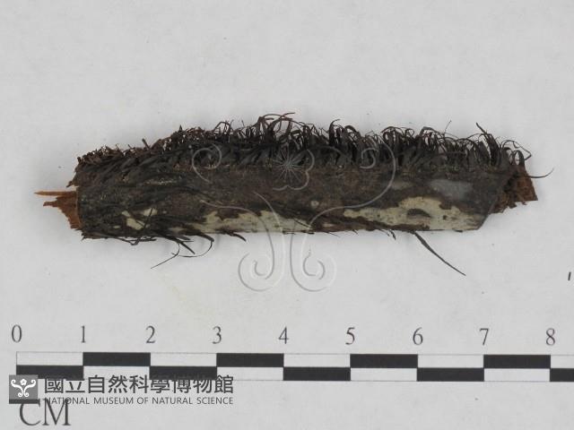 登錄號:F0023698藏品圖，第3張