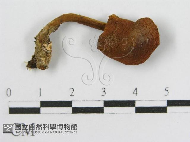 登錄號:F0000498藏品圖，第3張