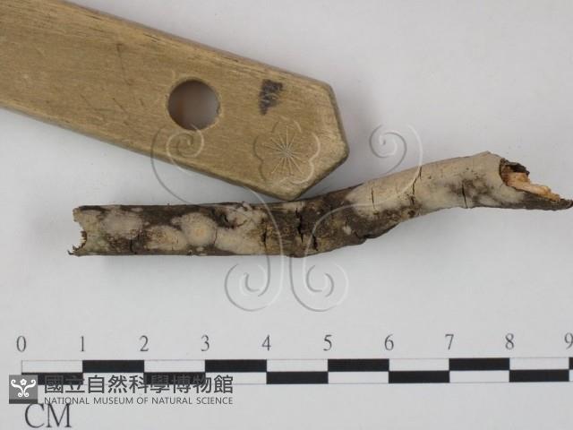 登錄號:F0010498藏品圖，第3張