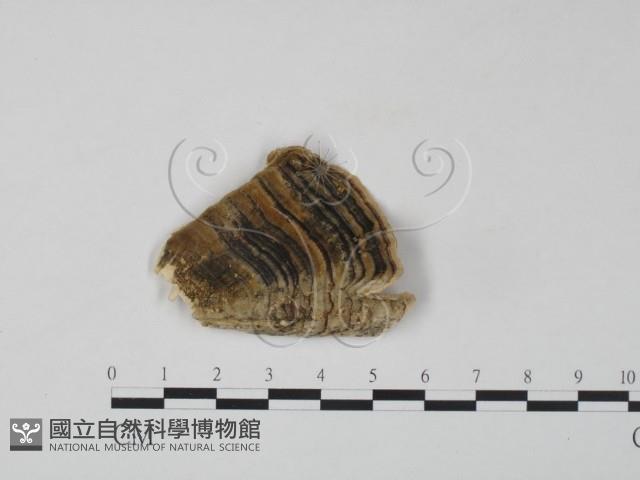 雲芝藏品圖，第3張
