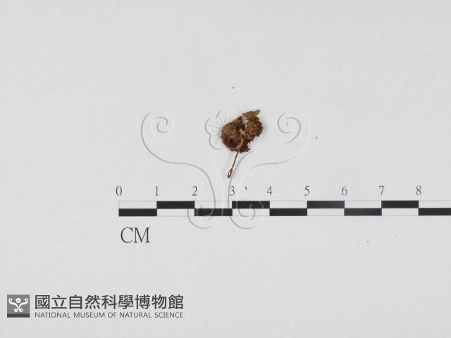 登錄號:F0024498藏品圖，第3張