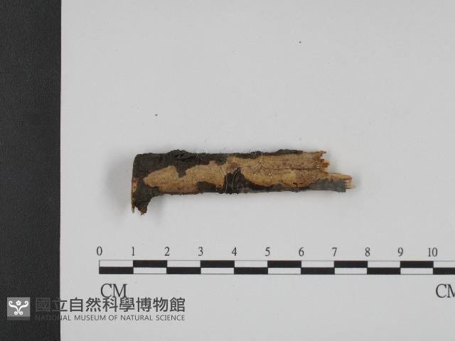 登錄號:F0004498藏品圖，第3張