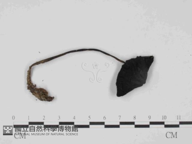 登錄號:F0014498藏品圖，第3張