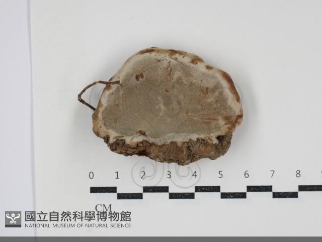 登錄號:F0034498藏品圖，第3張