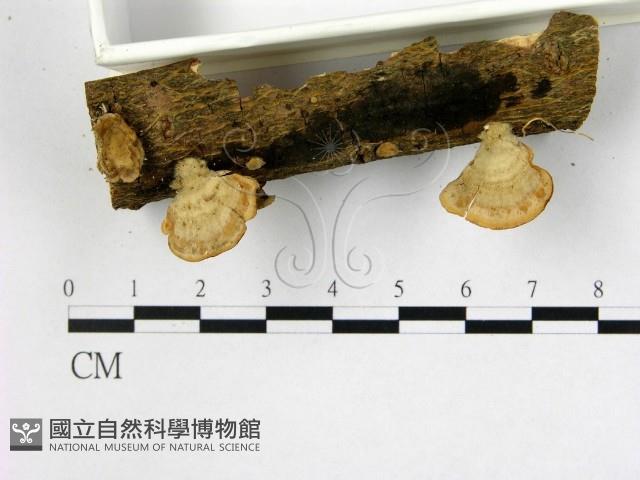 登錄號:F0022498藏品圖，第3張